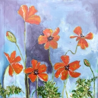 Poppies in May